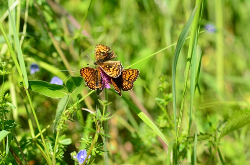 navadni pisanček (Melitaea athalia)