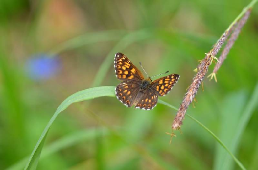 rjavi šekavček (Hamearis lucina)