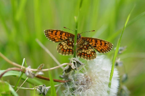 navadni pisanček (Melitaea athalia)