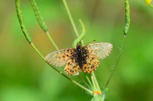 tratar (Boloria sp.)