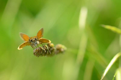 dolgočrti debeloglavček (Thymelicus sylvestris)