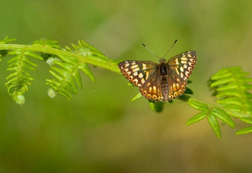 rjavi šekavček (Hamearis lucina)