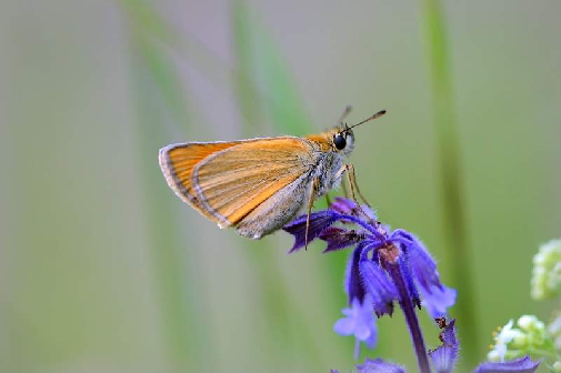 kratkočrti debeloglavček (Thymelicus lineola)