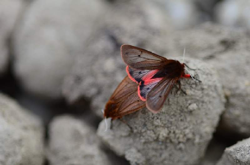 cimetasti pestrin (Phragmatobia fuliginosa)