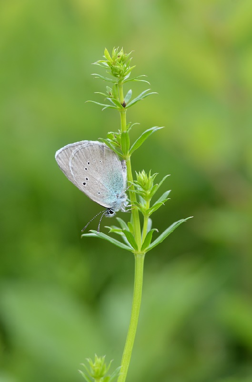 grahovčev iskrivček (Glaucopsyche alexis)