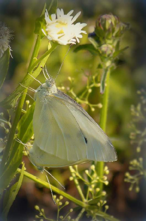 repin belin (Pieris rapae)