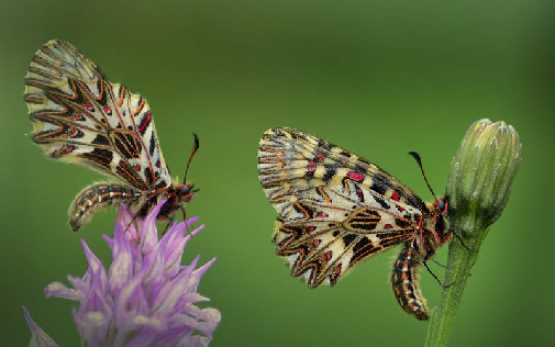 petelinček (Zerynthia polyxena)