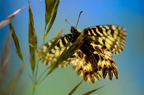 petelinček (Zerynthia polyxena)