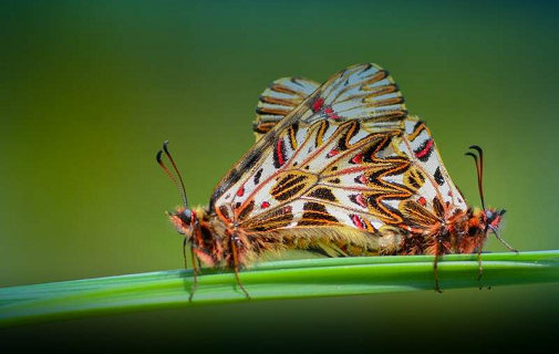 petelinček (Zerynthia polyxena)