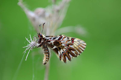 petelinček (Zerynthia polyxena)