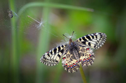 petelinček (Zerynthia polyxena)