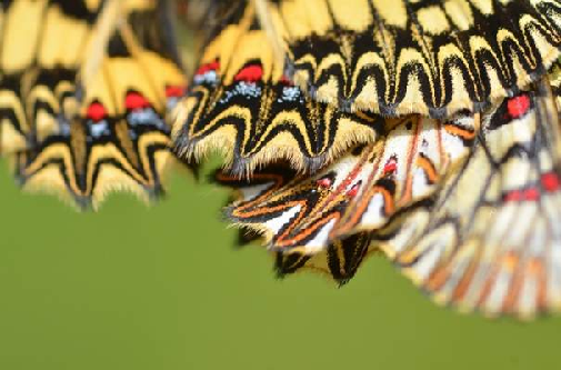 petelinček (Zerynthia polyxena))