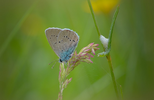 modri grašičar (Cyaniris semiargus)