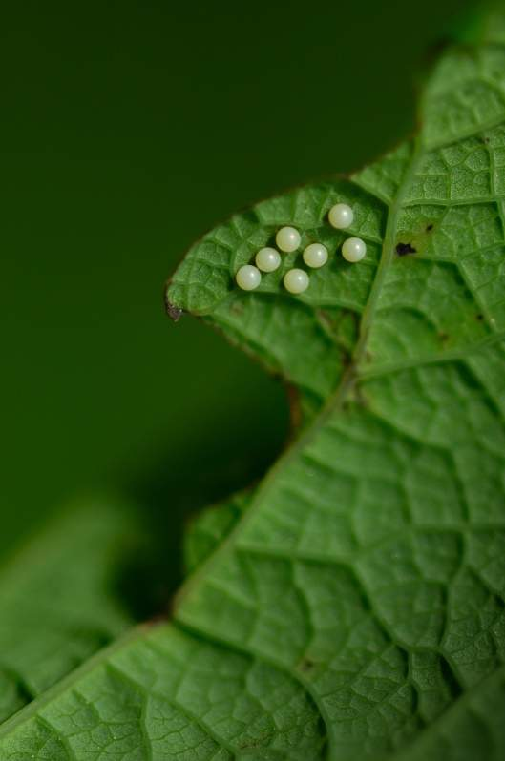 petelinček (Zerynthia polyxena)