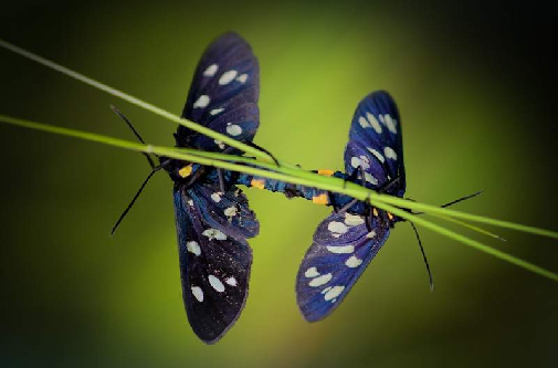 navadna ivanjska ptičica (Amata phegea)