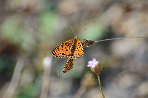 tratar (Boloria sp.)