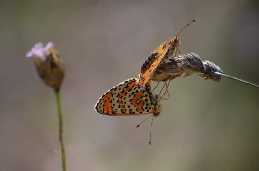 rdeči pisanček (Melitaea didyma)