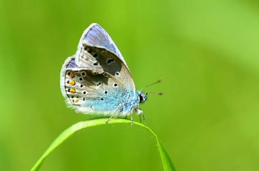 navadni modrin (Polyommatus icarus)