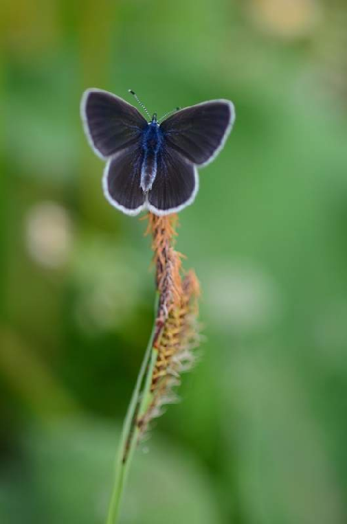 modri grašičar(Cyaniris semiargus)