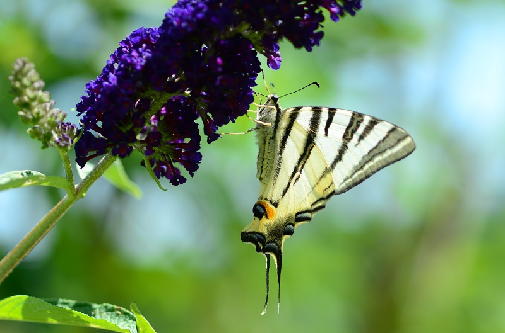 jadralec (Iphiclides podalirius)