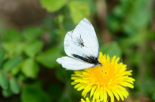 repin belin (Pieris rapae)