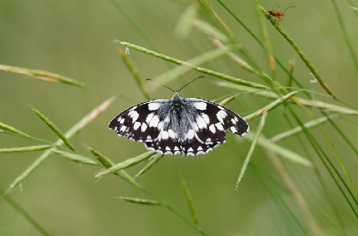 navadni lisar (Melanargia galathea)