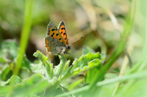 mali cekinček (Lycaena phlaeas)