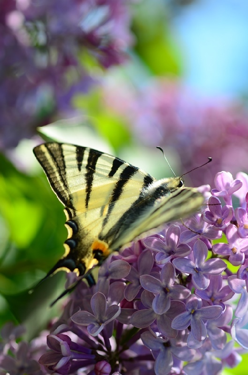 jadralec (Iphiclides podalirius)