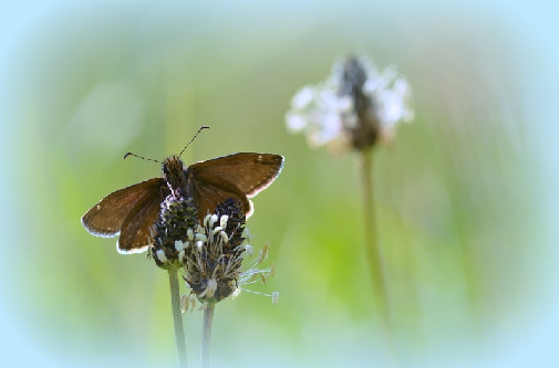 nokotin sivček (Erynnis tages)