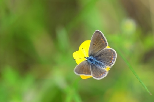 navadni modrin (Polyommatus icarus)