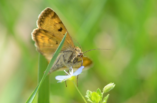 deteljna sovka (Euclidia glyphica)