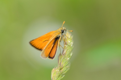 kratkočrti debeloglavček (Thymelicus lineola)