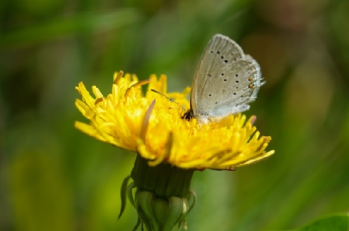 rumenooki kupido (Cupido argiades)