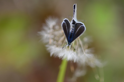 modri grašičar (Cyaniris semiargus)