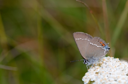 trnov repkar (Satyrium spini)