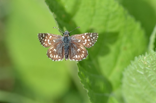 navadni slezovček (Pyrgus malvae)