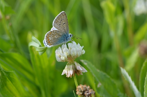 navadni modrin (Polyommatus icarus)