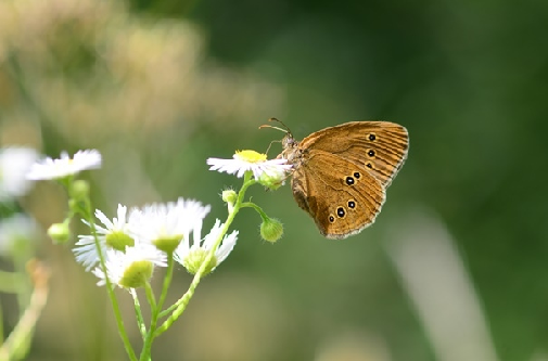 okati rjavec (Aphantopus hyperantus)