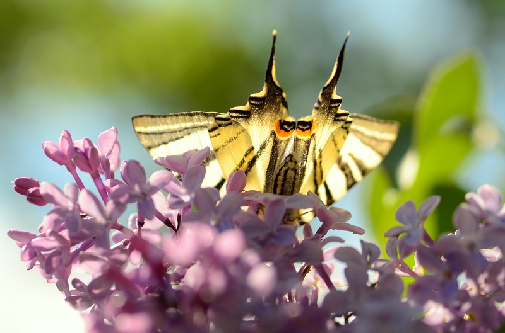 jadralec (Iphiclides podalirius))