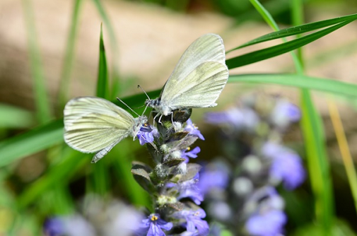 navadni/realov frfotavček (Leptidea sinapis/reali)