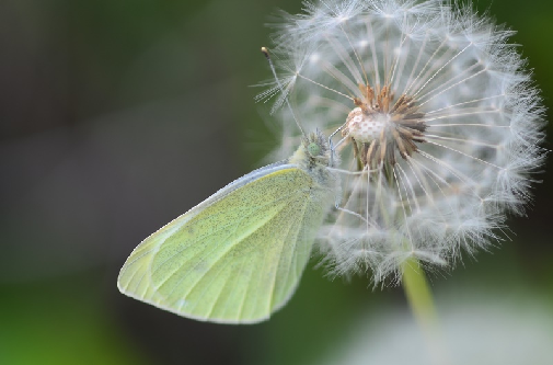 belin (Pieris sp.)