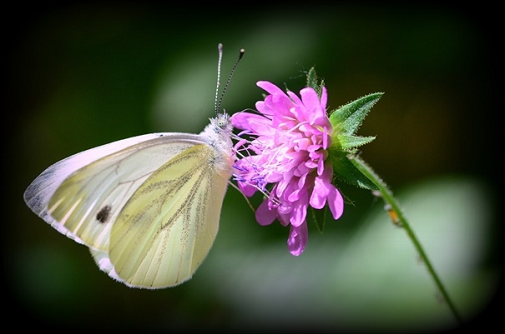 repičin belin (Pieris napi)