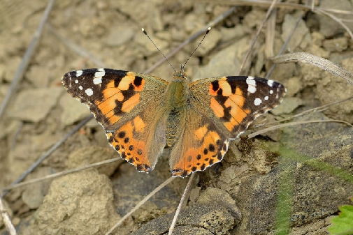 osatnik (Vanessa cardui)