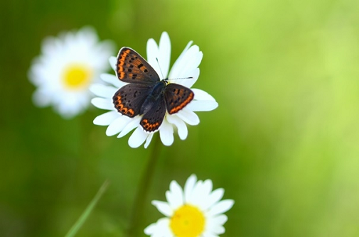 temni cekinček (Lycaena tityrus)