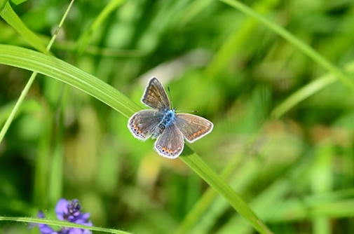 dnevni pavlinček (Aglais io)