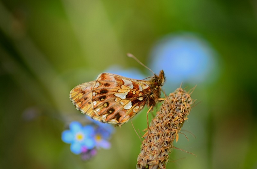 mali tratar (Boloria dia)