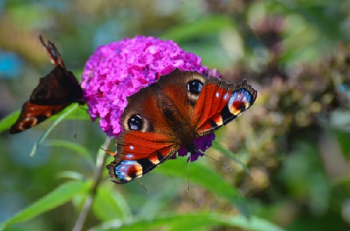 navadni modrin (Polyommatus icarus)