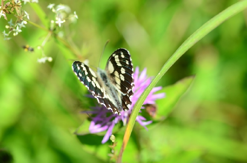 navadni lisar (Melanargia galathea)