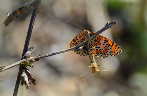 rdeči pisanček (Melitaea didyma)