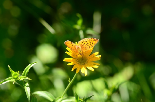 robidov livadar (Brenthis daphne)